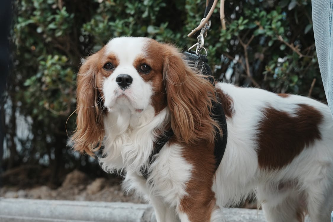 spaniel japones